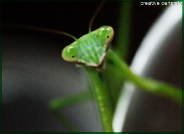[praying mantis[7].jpg]