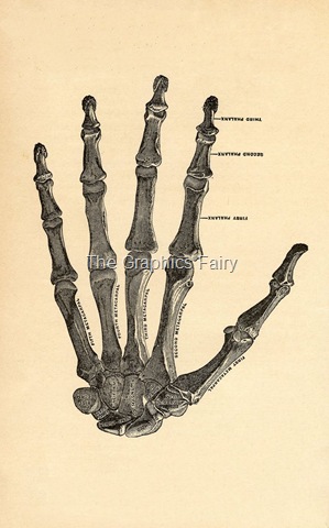 [handbones-graphicsfairy010esm[18].jpg]
