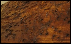 IMG_4056_edited-1