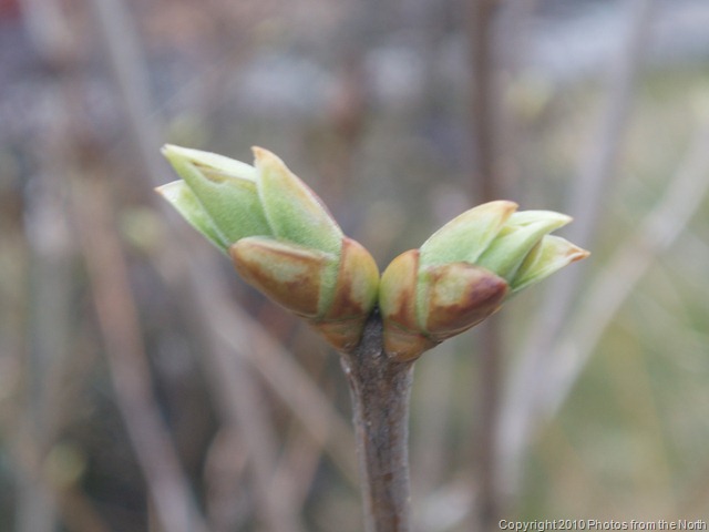 [Spring 2010 002[11].jpg]