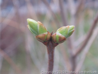Spring 2010 003