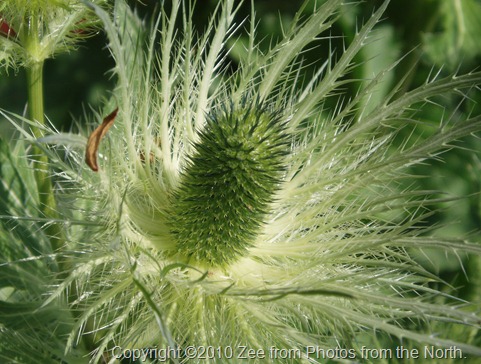 Summer 2010 012