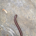 North American Millipede