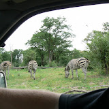Naomi takes lovely pictures of zebra's bottoms.  Look carefully and you'll see that no two are the same.