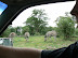 Naomi takes lovely pictures of zebra's bottoms.  Look carefully and you'll see that no two are the same.