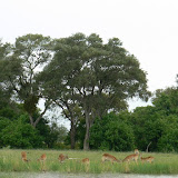 Impala grazing around a flooded pan.
