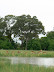 Impala grazing around a flooded pan.