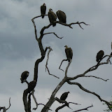 Vultures at Xakanaka, Moremi.
