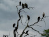 Vultures at Xakanaka, Moremi.