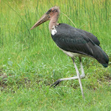 A maribu stork (I think).