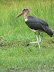 A maribu stork (I think).