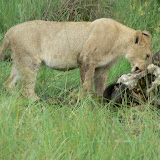 Lion cub on a buffalo kill at Xakanaka, Moremi.