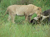 Lion cub on a buffalo kill at Xakanaka, Moremi.