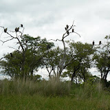 Vultures waiting for the lion to finish at Xakanaka, Moremi.