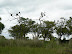 Vultures waiting for the lion to finish at Xakanaka, Moremi.