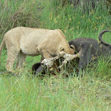 Lion cub going for the juicy bits of a buffalo.