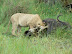 Lion cub going for the juicy bits of a buffalo.