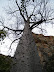 Baobab tree next to the Female Hill.