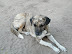 Canine evolution - this one appears to have evolved a fine camouflage colour scheme through many years of careful inbreeding.