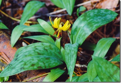 9.9.4. Trout Lily