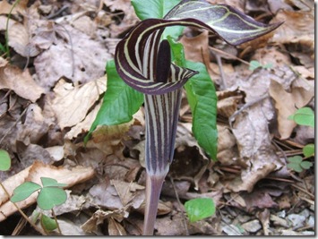 Jack in the Pulpit Side View resized
