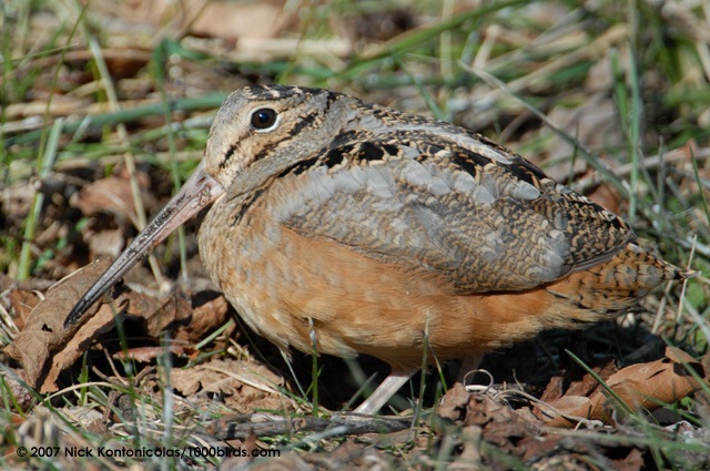 [American-Woodcock44173[3].jpg]