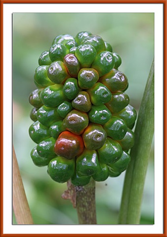 [jack-in-the-pulpit-03[2].jpg]