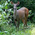 DSC_0218.JPG, Spotted deer on our elephant safari, Royal Chitwan National Park, Nepal, Chitwan National Park, Nepal