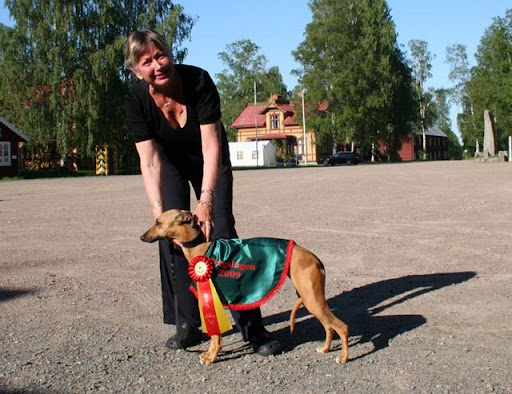http://lh3.ggpht.com/_V4N3sXO2Skk/Sjlg_6gKXhI/AAAAAAAAAEM/GxhiwMChbj4/Whippet.jpg
