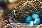[Birds nest with blue eggs[6].jpg]