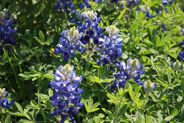 [Perfect pic of bluebonnets[3].jpg]