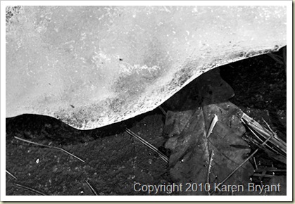 bwleaf1_sm