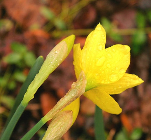 [daffodil_work[7].jpg]