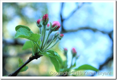 appletrees1_sm