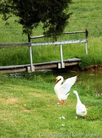 [geese_sm[7].jpg]