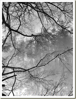 laketree_bw_sm