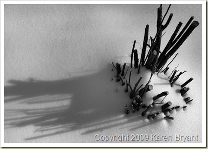 cutflowerbush_bw_sm
