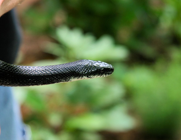 [kingsnake2_sm[5].jpg]