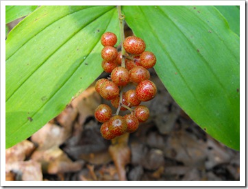 berries_sm