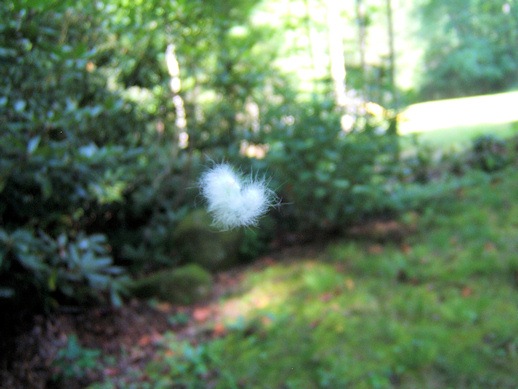 [caterpillar2_sm[5].jpg]