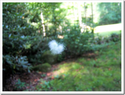 caterpillar2_sm