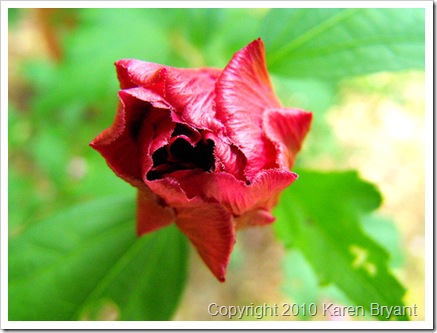 flower1_sm
