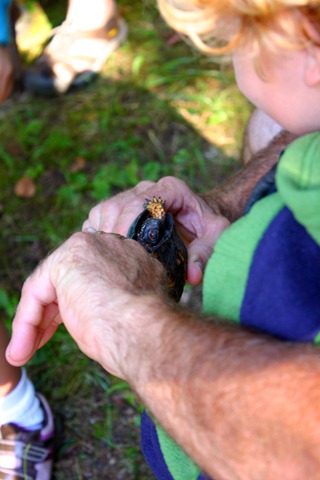 [turtle[6].jpg]
