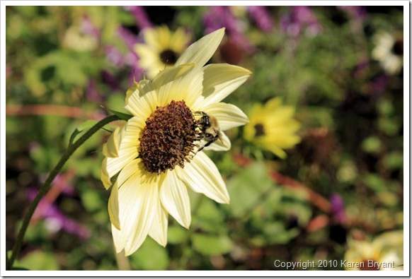 bumblebeeflower1_sm
