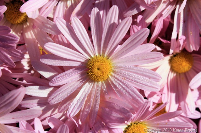 [pinkflowers1_sm[12].jpg]