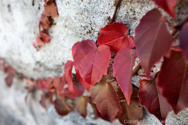 [redleaves2_sm[10].jpg]