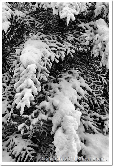 limbs2_bw2_sm