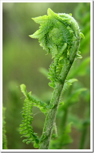 fern2_sm