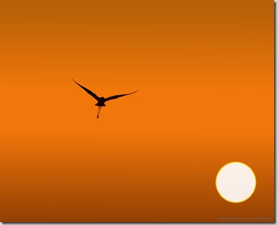 orange (22) orange (22)