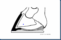 Laminitis